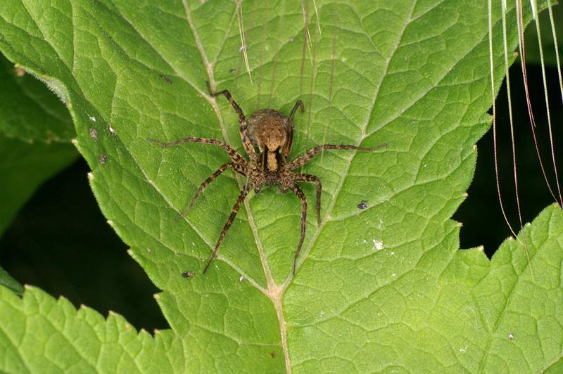 Pardosa_lugubris_D4950_Z_85_Les Gris_Frankrijk.jpg